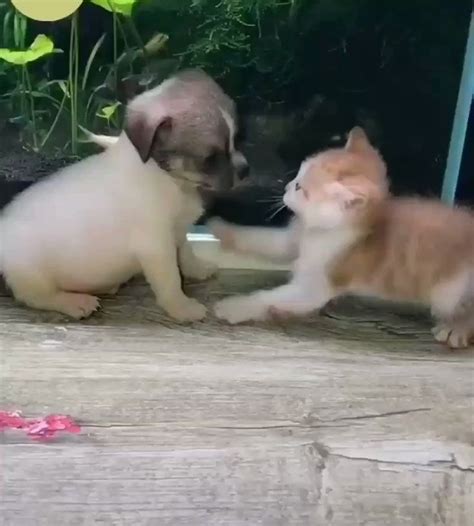 Two Kittens Are Playing With Each Other Outside