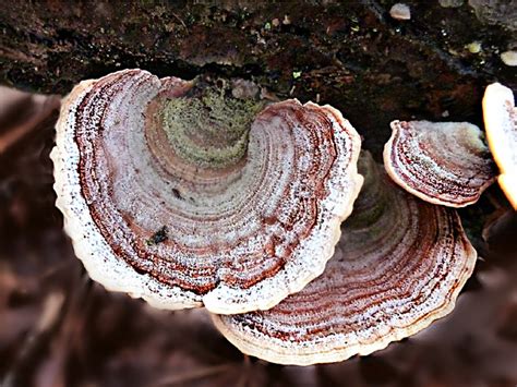 Stereaceae Stereum Ostrea False Turkey Tail Fungus A Photo On