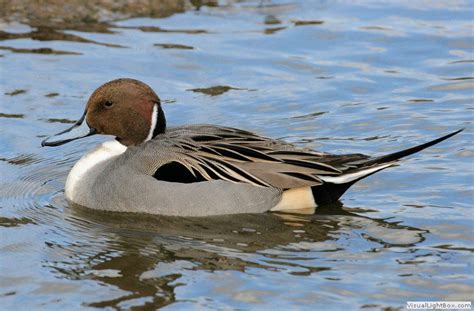 Identify Types Of Dabbling Ducks Wildfowl Photography Photos Of