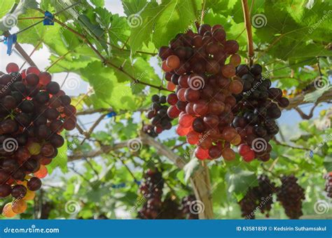 Uvas Vermelhas De Amadurecimento No Vinhedo Do Campo Para O Vinho Tinto