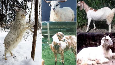 Top 12 Large To Largest Goat Breeds