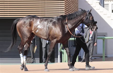 土曜東京競馬場の注目激走馬東京11rアハルテケステークス Umatoku 馬トク