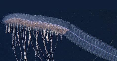 40+ Siphonophorae Species | Rofgede