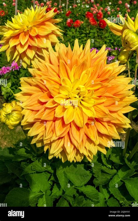 Large Dahlias Hi Res Stock Photography And Images Alamy