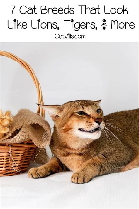 Discover Cats That Look Like Lions Nature S Miniature Kings