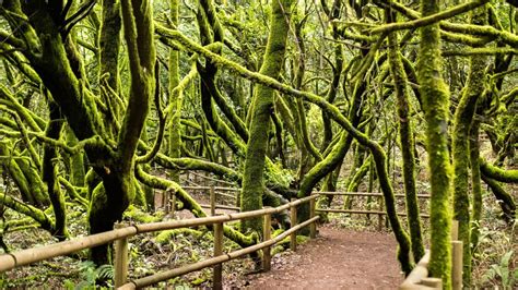 Meilleures Excursions La Gomera Hellotickets