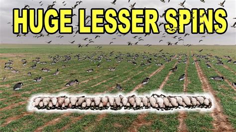 HUGE LESSER SPINS IN THE WHEAT 10 Limits West Texas Goose Hunting