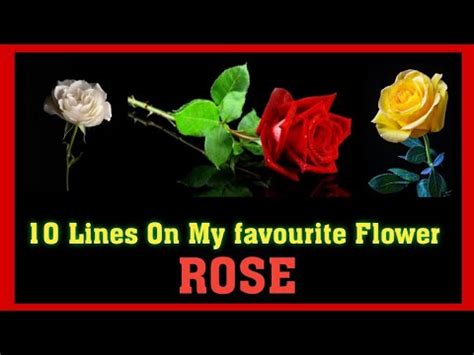 Lines On Rose In English Lines On My Favourite Flower Rose My