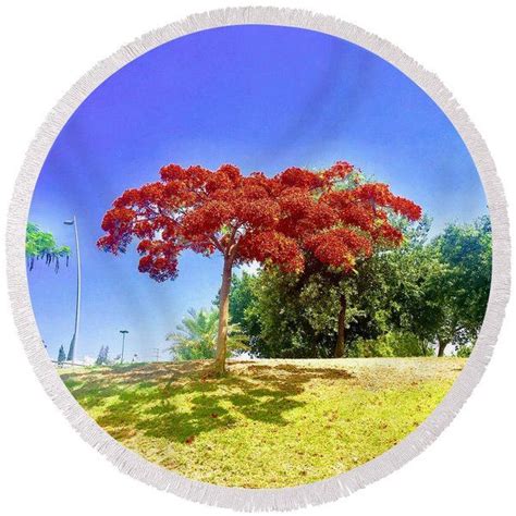 Royal Poinciana Round Beach Towel By Irit O Fridman Royal Poinciana