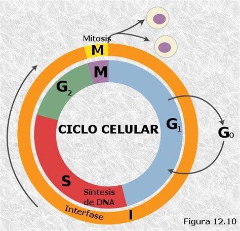 The Ciclo Cellular Cycle Diagram With Different Types Of Cells And