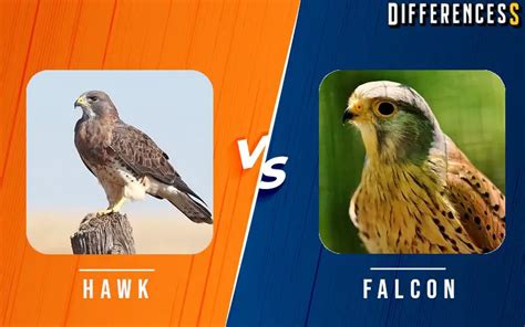 Falcon Vs Hawk Differences And Comparison » Differencess