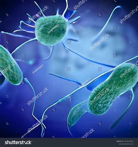 Escherichia Coli Bacterium Ecoli Gramnegative Rodshaped Stock Illustration 2191175451 Shutterstock