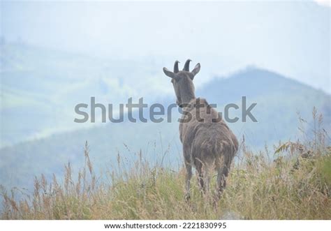 Nilgiri Tahr: Over 681 Royalty-Free Licensable Stock Photos | Shutterstock