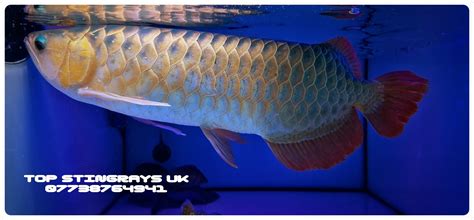 Asian Arowana Super Red Arowana Uk Based Freshwater Stingray Specialist