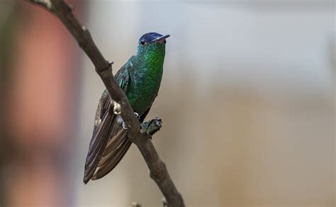 Jaime Andres Herrera On Twitter Verde Que Te Quiero Verde Amazilia