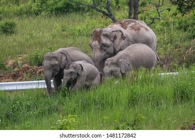 Female Asian Elephant Calf Khao Yai Stock Photo (Edit Now) 1481172842