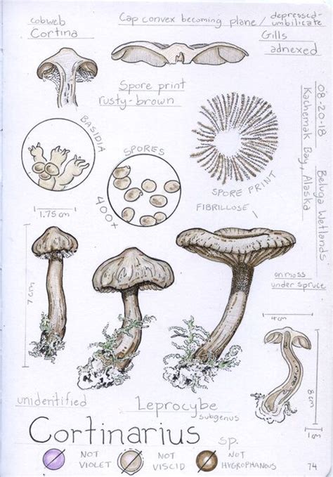 Fungi Nature Journaling Week Nature Journal Fungi Mushroom Drawing