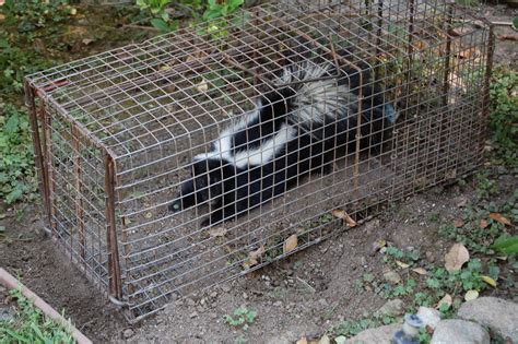 All City Animal Trapping: SKUNK TRAPPING IN LOS ANGELES COUNTY CALL ALL ...