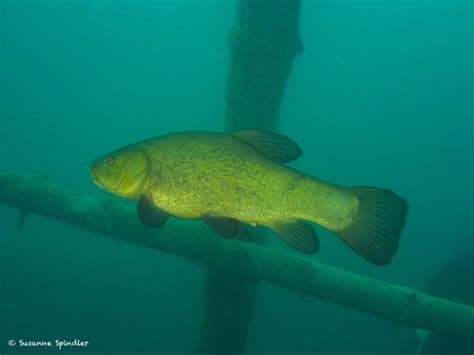 Tanche Poissons Deau Douce Du Québec · Inaturalist