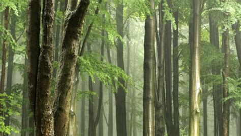 图片素材 树 性质 科 厂 阳光 绿色 丛林 植物学 植被 雨林 落叶 林地 栖息地 生态系统 生物群落 老