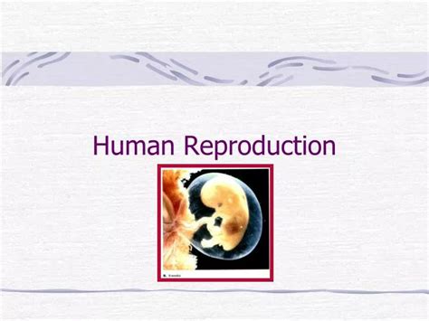 Ppt Human Reproduction Powerpoint Presentation Free Download Id