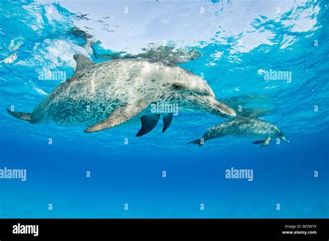 Spotted Dolphins Stenella Frontalis Underwater Atlantic Ocean Bahamas