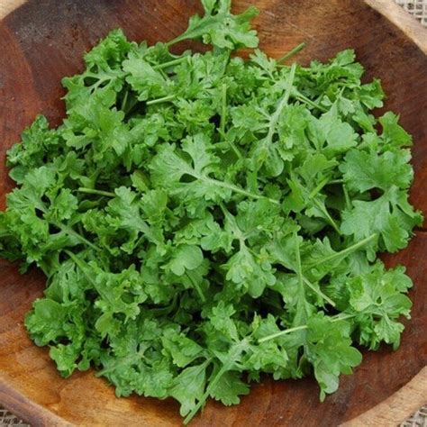 Watercress Seeds 500 Rare Seeds Watercress Azhur Heirloom Organic