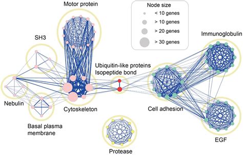 Analysis Of Gene Function Enrichment And Construction Of Functional