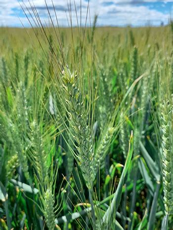 Pupil Shows What Is Possible With An Award Winning Wheat Crop