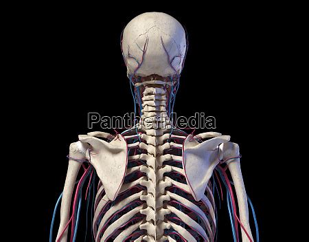 Anatomia Do Tronco Humano Esqueleto Veias E Stockphoto