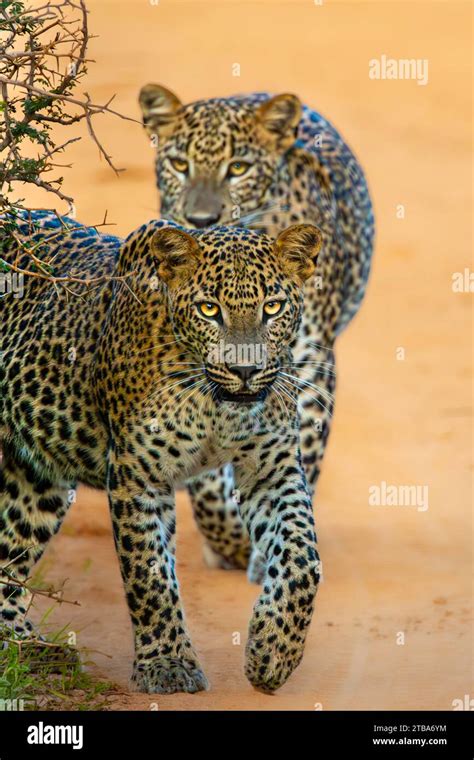 leopard big cat Stock Photo - Alamy