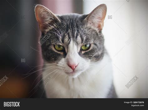 Cute Gray Tabby Cat Image And Photo Free Trial Bigstock