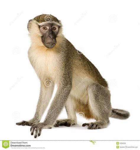 Pin on Safari theme birthday | Vervet monkey, Monkey pictures, Monkey ...