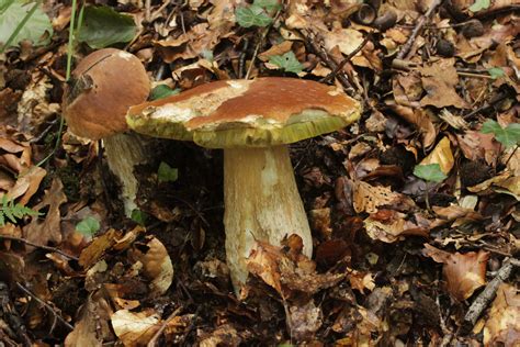 Boletus Edulis O Guia Definitivo Dos Cogumelo