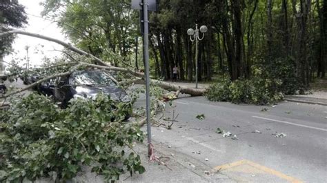 Albero Crolla Su Auto In Sosta Sfiorata La Tragedia