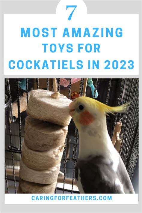 Cockatiel Care 101: The Ultimate Guide For Beginners - CaringForFeathers