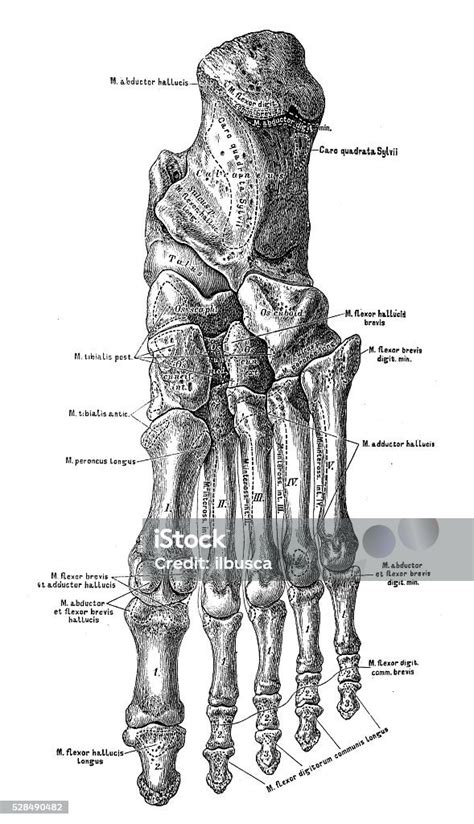 Ilustrasi Ilmiah Anatomi Manusia Tulang Kaki Ilustrasi Stok Unduh