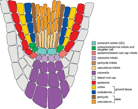 Meristematic Tissue Root