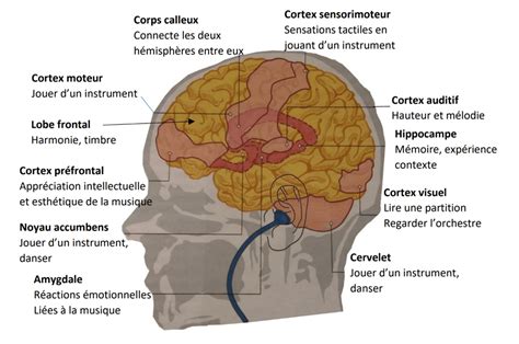 Atelier La Musique Et Le Cerveau Echosciences Auvergne