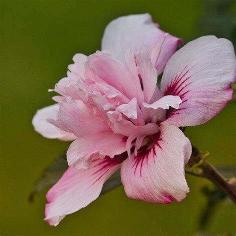 Hibiscus Syriacus Ds04ps ~ Peppermint Smoothie ™ Rose Of Sharon