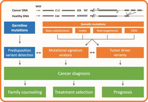 Mutational Signature Analysis As A Tool In Cancer Diagnostics A