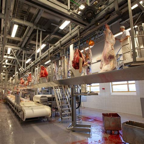 Cow Slaughterhouse Process Abattoir Machine Beef Cattle Slaughter ...