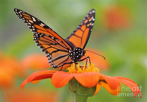 Monarch Butterfly Photography