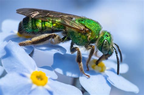 Sweat Bee Agapostemon Bugguidenet