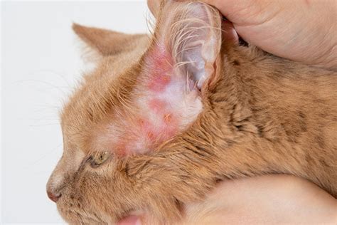 Why Are There Scabs On My Cat 7 Vet Reviewed Common Causes Hepper