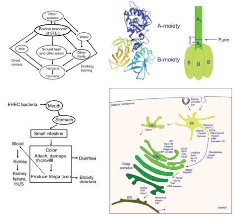 Shiga Toxin Verotoxin Of Enterohemorrhagic Escherichia Coli Ehec Biology Anthology