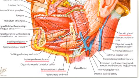 Glandes Salivaires Flashcards Quizlet