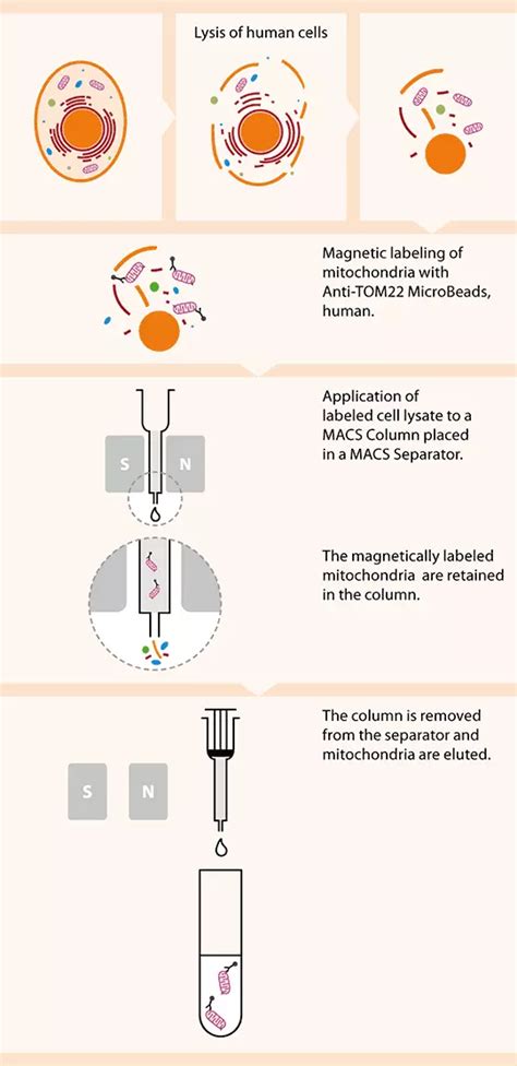 Mitochondria Isolation Kit Human Miltenyi Biotec USA