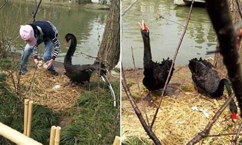 Black Swans Cry After Man Stole And Trampled On Their Eggs