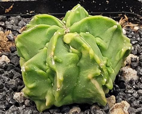 Care Guide For Astrophytum Myriostigma The Pioneer Nursery